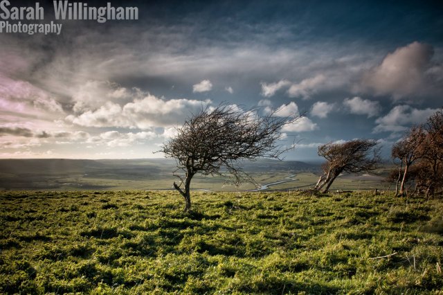 tree-plains