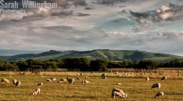 sheep-fields